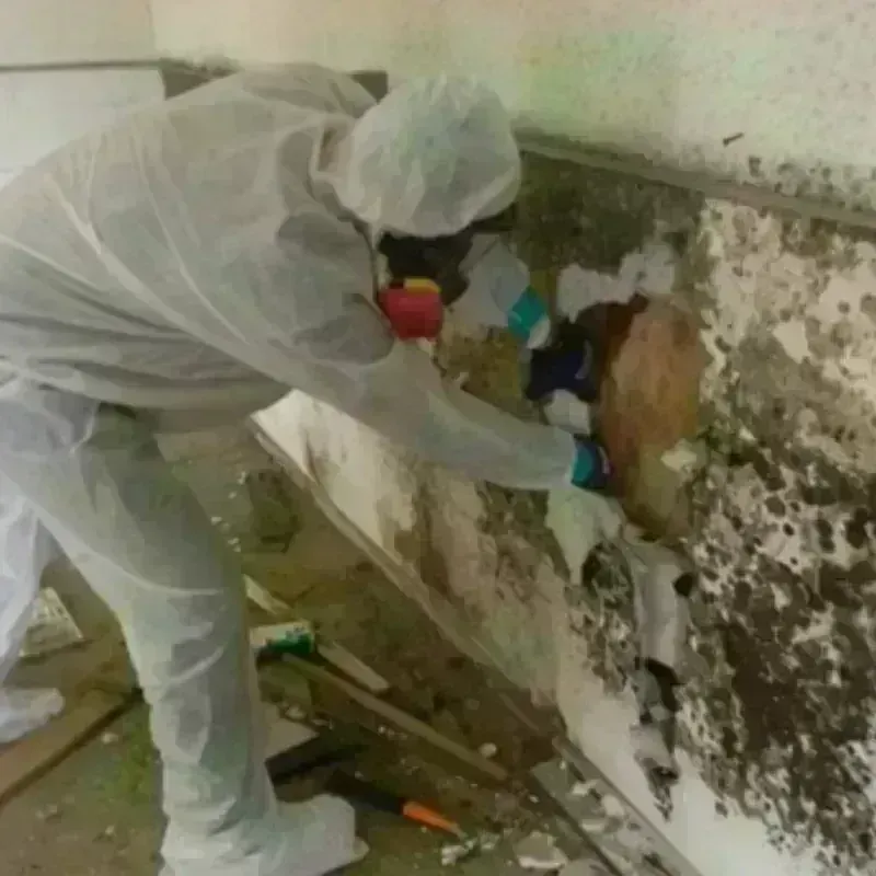 Best Mold Remediation and Removal Service in Mexico, ME